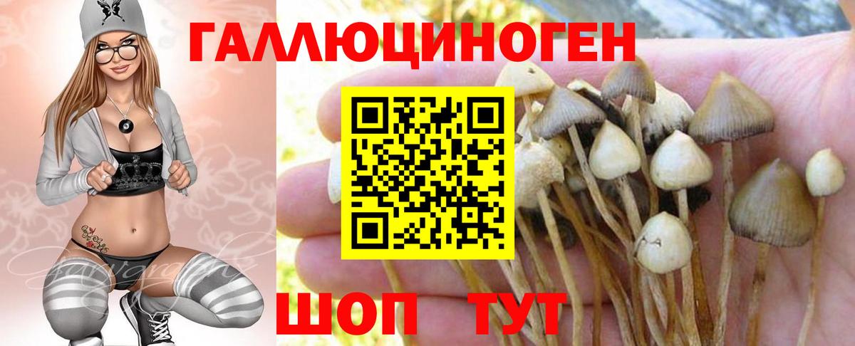 Реж  Псилоцибиновые грибы Psilocybine cubensis  Вход с VPN 